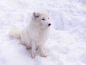Young arctic fox sitting in half-profile in snow