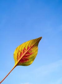 Low angle view of leaf against blue sky