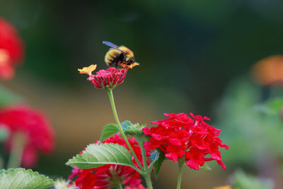 Bee on red flowers