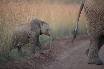 Elephant in a field