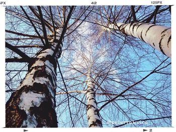 Low angle view of bare trees against sky