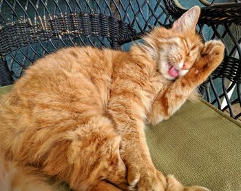 Cat sleeping on couch