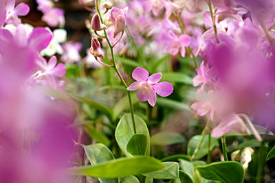 Close-up of pink flowering plant