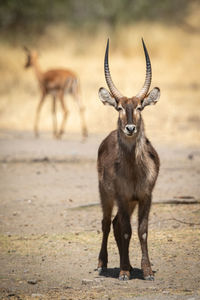 Male common waterbuck stands near common impala