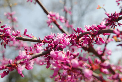 Close-up of pink flowers on branch