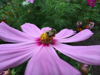 Close-up of insect pollinating on pink flower