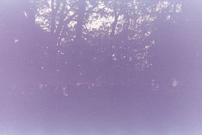Low angle view of silhouette trees against sky