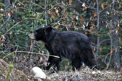 Side view of black dog on field