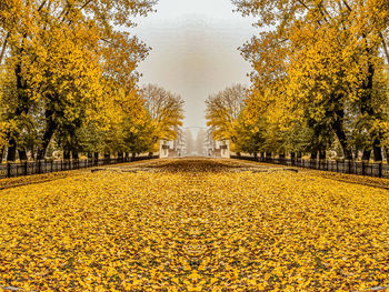 Yellow flowers growing by trees during autumn