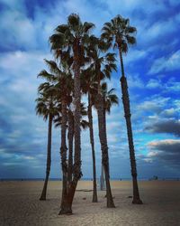 Palm trees on beach against sky