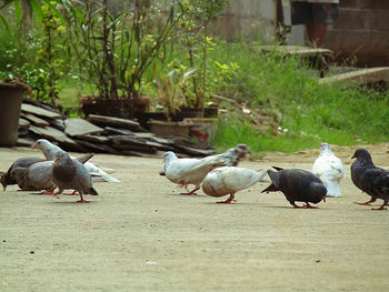 Flock of birds