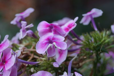 Close-up of pink flowering plant