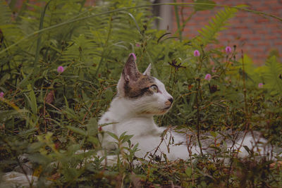 View of a rabbit on field