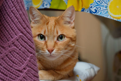 Close-up portrait of a cat at home