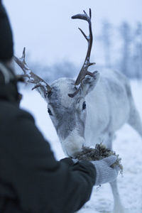 Person holding deer in snow