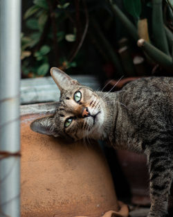 Close-up portrait of tabby cat