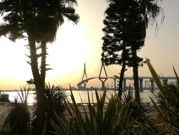 Silhouette of palm trees at beach during sunset