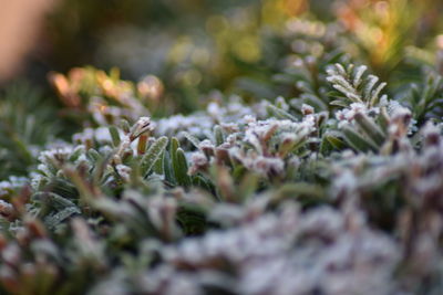 Close-up of plants during winter