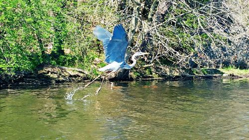 Bird flying over lake