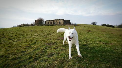 White husky on grassy field against sky