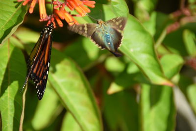 Close-up of insect on plant