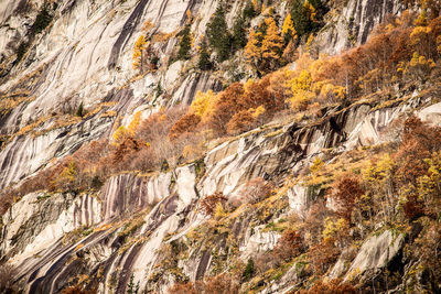 Granite rocky wall in autumn val di mello val masino italy