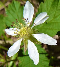 Close-up of white flowers blooming in park