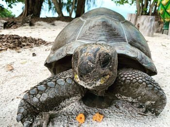 Close-up of turtle