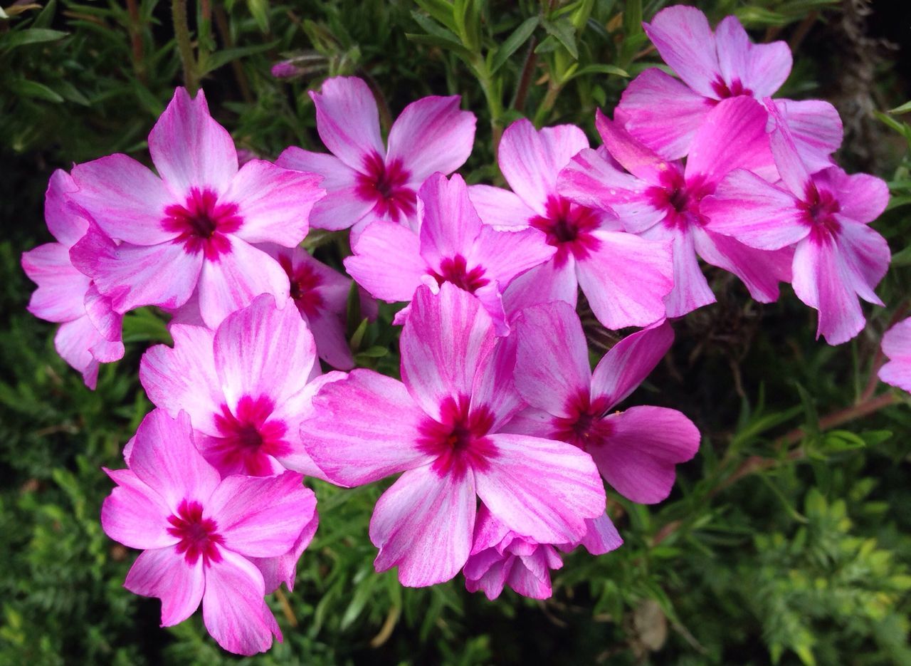 flower, freshness, petal, fragility, growth, pink color, beauty in nature, flower head, nature, close-up, blooming, focus on foreground, plant, in bloom, park - man made space, day, stamen, outdoors, blossom, pink