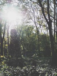 Trees growing in forest