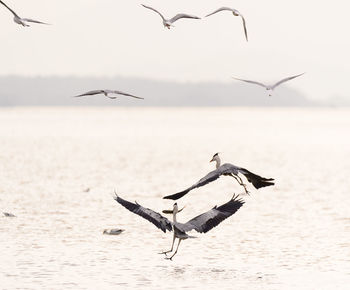 Gray herons flying over river against sky