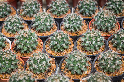 High angle view of succulent plants on farm