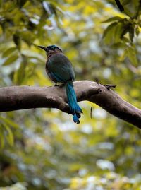 Close-up of bird perching on branch