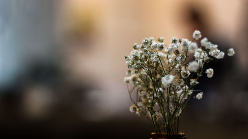 Close-up of white dandelion plant