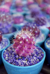 Close-up of succulent plant