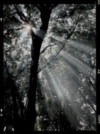 Trees in park