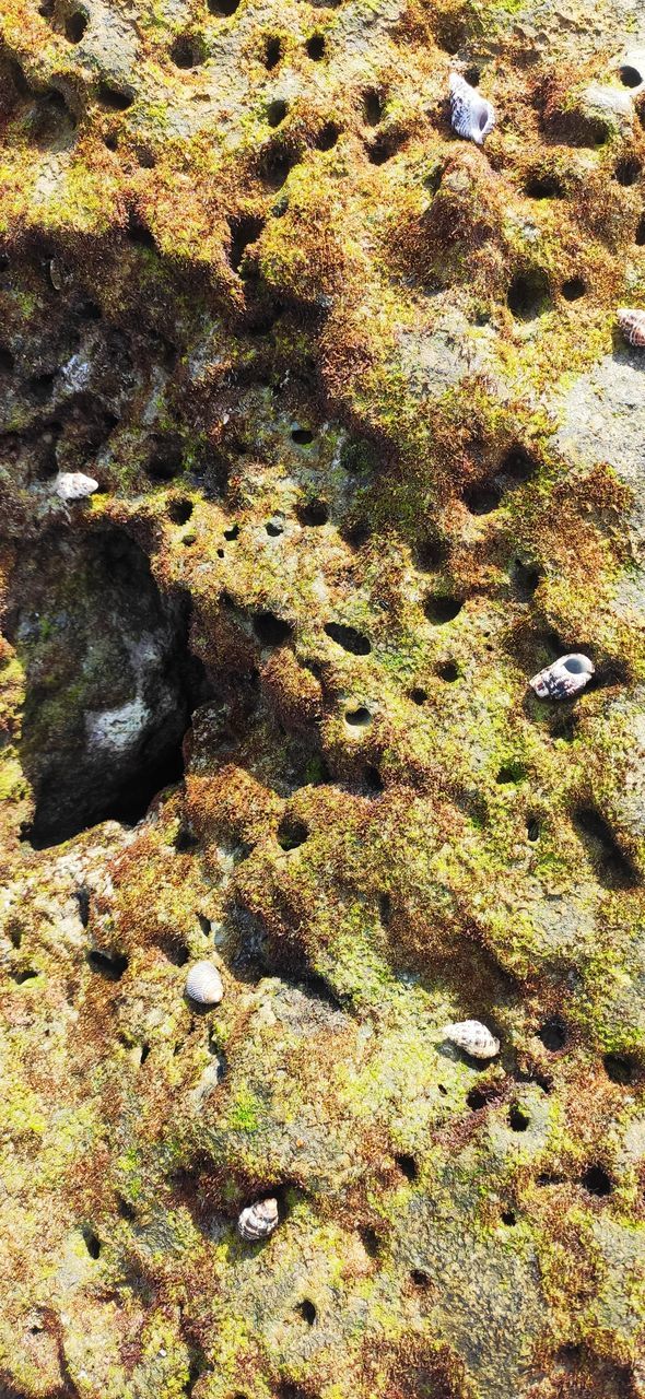 rock, no people, day, nature, high angle view, full frame, tranquility, sunlight, backgrounds, beauty in nature, land, moss, water, stream, reef, geology, algae, outdoors, wilderness, tide pool, soil, wildlife, beach, textured, plant, green, close-up, leaf, pattern, growth, green algae