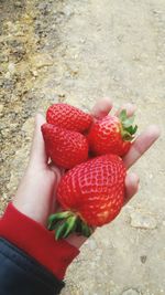 Low section of woman holding strawberries