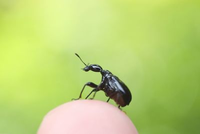 Close-up of insect on hand