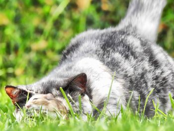 Close-up of a dog on field