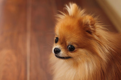 Pomeranian on hardwood floor at home