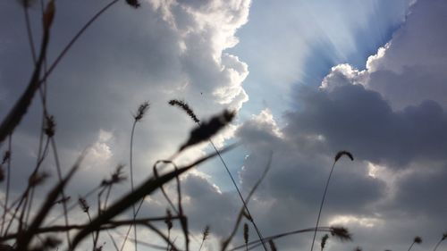 Low angle view of plants against sky