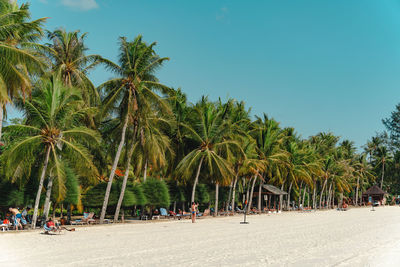 Palm trees on beach against clear sky