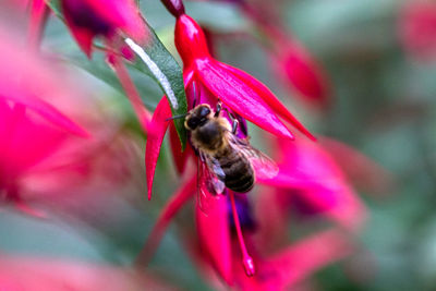 Close-up of bee pollinating on pink flower