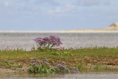 Purple flowering plants by lake against sky