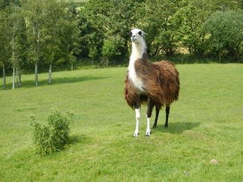 Full length of llama on grassy field