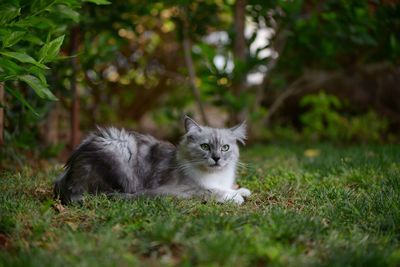 Portrait of a cat on field