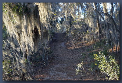 Trees in forest