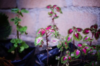 Close-up of pink flowering plant