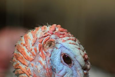 Close-up of turkey head